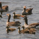geese-goslings
