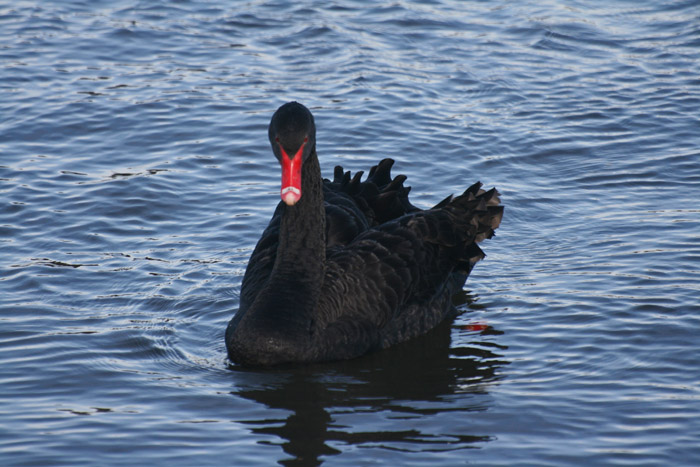 black-swan-4126