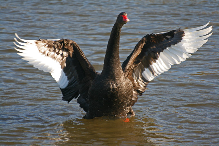 black-swan-bathing4081