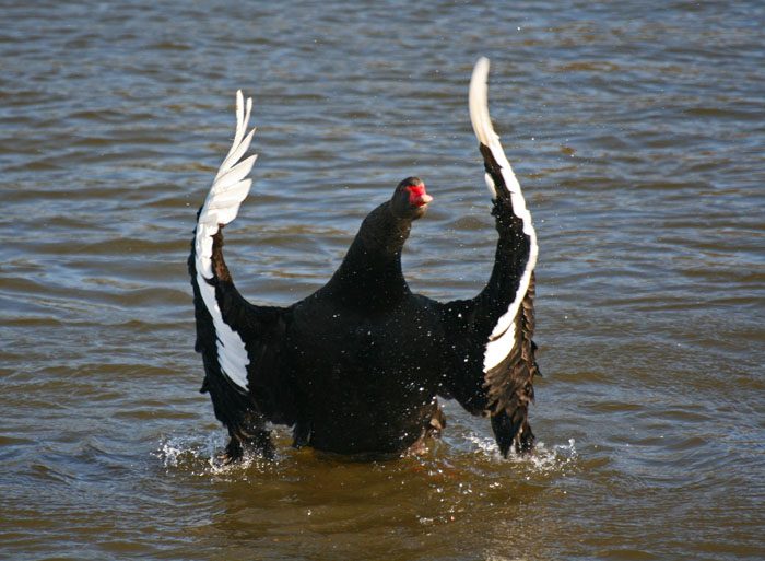 black-swan-bathing4085