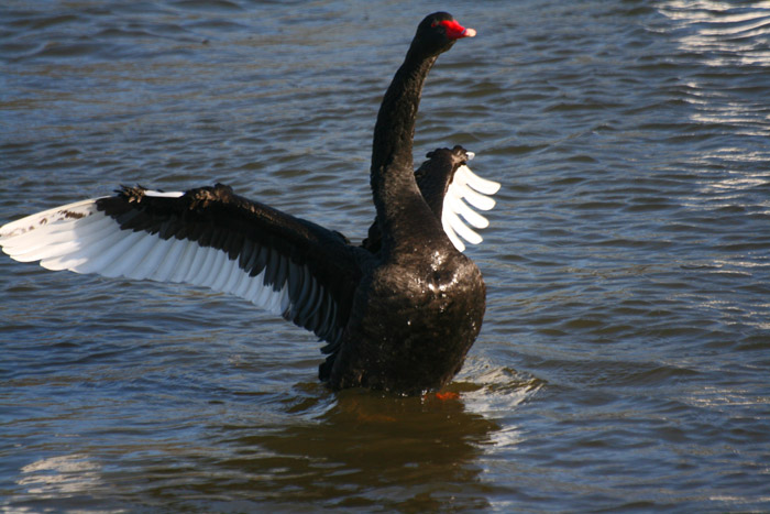 black-swan-bathing4114