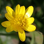 lesser-celendine4391