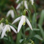 snowdrops-ht-church4180