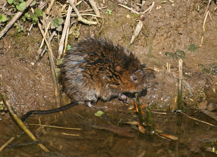 water-vole-4522