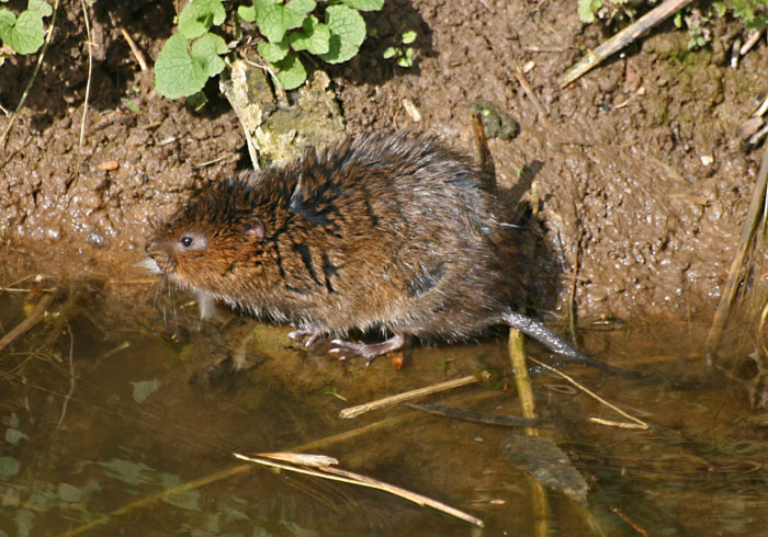 water-vole-4523