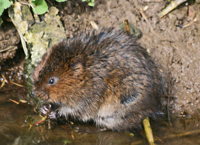 water-vole-4538