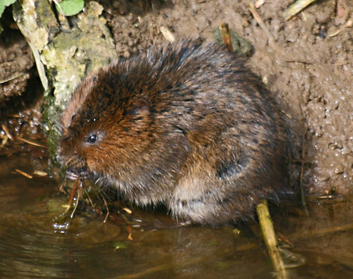 water-vole-4541