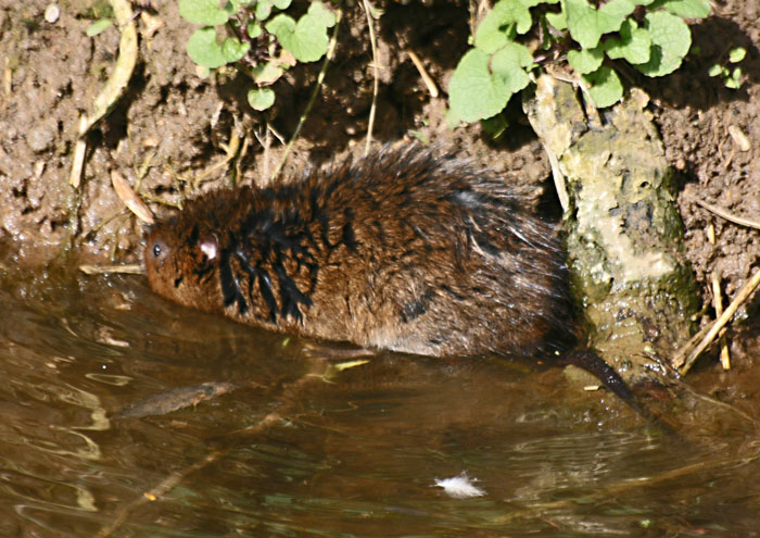 water-vole-4544