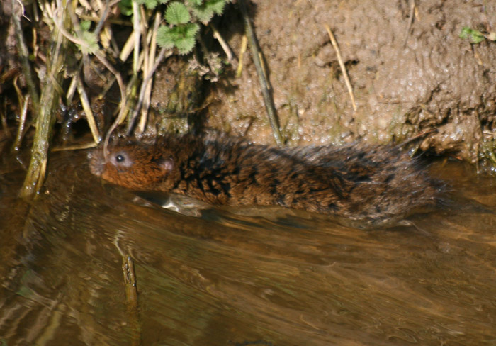 water-vole-4546