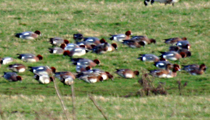 wigeon4261