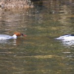 goosander-4814