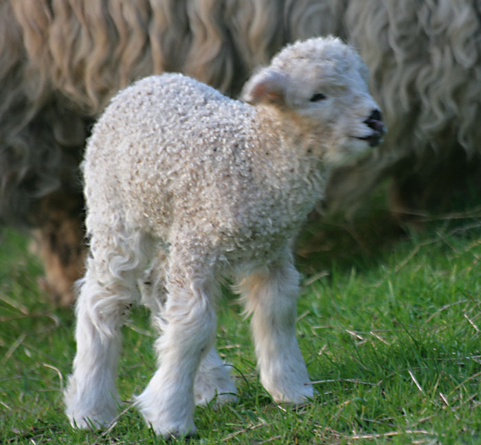 lamb-4941