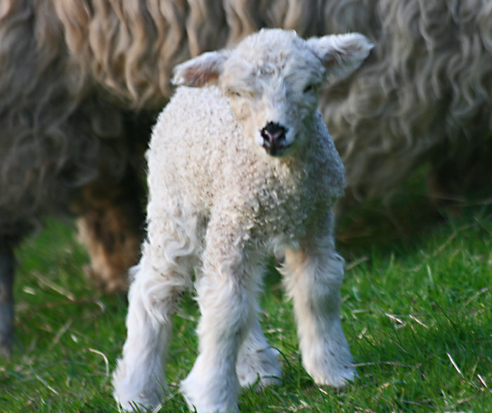 lamb-4942