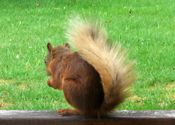 red-squirrel-267