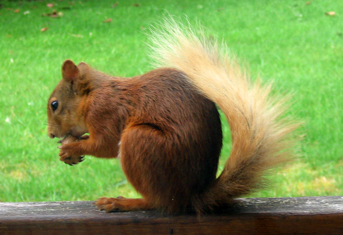 red-squirrel-268