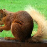 red-squirrel-269