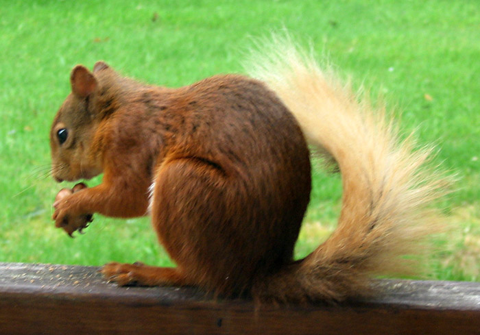 red-squirrel-269