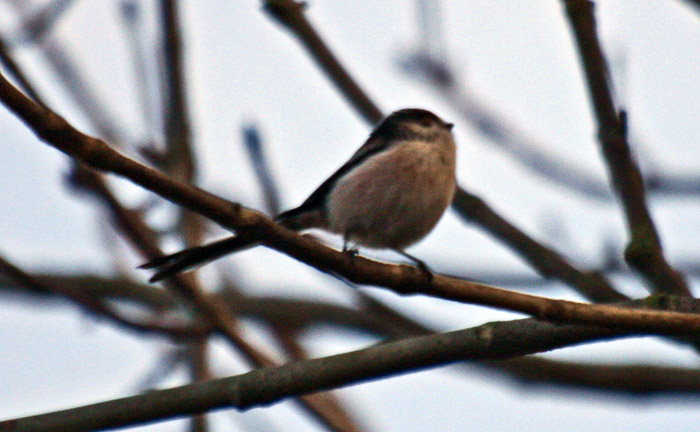 Long-tailed tit 007