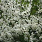 29April2010Blackthorn086