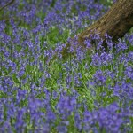 Bluebells 051