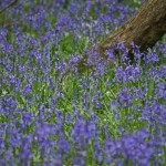 Bluebells 051