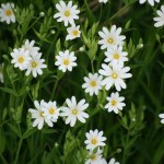 Stitchwort 078