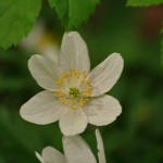 Wood Anemone 072