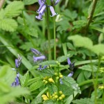 Yellow Archangel 055