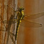 2011 4 June Dragonfly 003