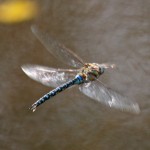 2012 10 01 Trent Buzzard Dragonfly 024b